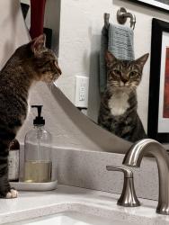 Found/Stray Unknown Cat last seen 57th Ave and Bell area behind Walmart, Glendale, AZ 85308