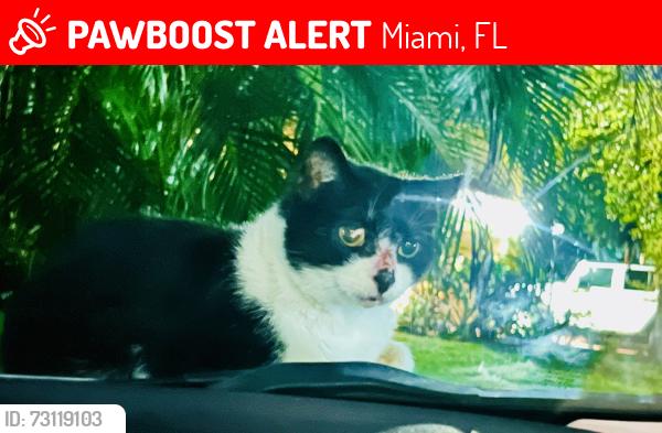 Lost Male Cat last seen Spicewood in the hammocks, Miami, FL 33196