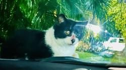 Lost Male Cat last seen Spicewood in the hammocks, Miami, FL 33196