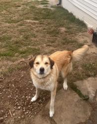 Reunited Female Dog last seen Smith Springs, Nashville, TN 37013