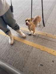 Found/Stray Unknown Dog last seen Near Navajo Trail, Fort Worth, TX 76135, Fort Worth, TX 76135