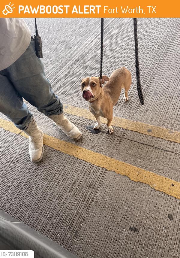 Found/Stray Unknown Dog last seen Near Navajo Trail, Fort Worth, TX 76135, Fort Worth, TX 76135