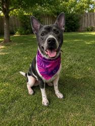 Shelter Stray Male Dog last seen Near BLOCK AVE 256 ST SW, 3599 NW 79th Ave, Doral, FL 33122, USA