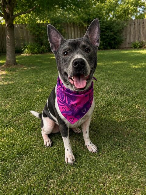 Shelter Stray Male Dog last seen Near BLOCK AVE 256 ST SW, 3599 NW 79th Ave, Doral, FL 33122, USA