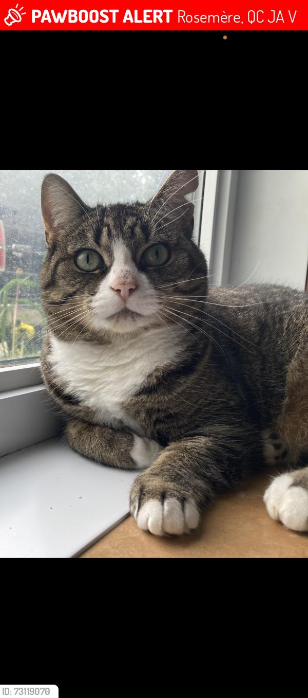 Lost Female Cat last seen Update: Corner Westgate Ouest/Est Original: Corner of Westgate Ouest and Northview top of the hedge, Rosemère, QC J7A 3V9