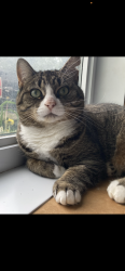 Lost Female Cat last seen Update: Corner Westgate Ouest/Est Original: Corner of Westgate Ouest and Northview top of the hedge, Rosemère, QC J7A 3V9