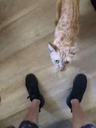 Found/Stray Unknown Cat last seen Galveston, San Diego, CA 92110
