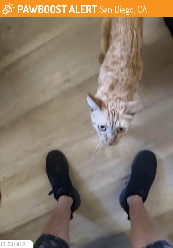 Found/Stray Unknown Cat last seen Galveston, San Diego, CA 92110