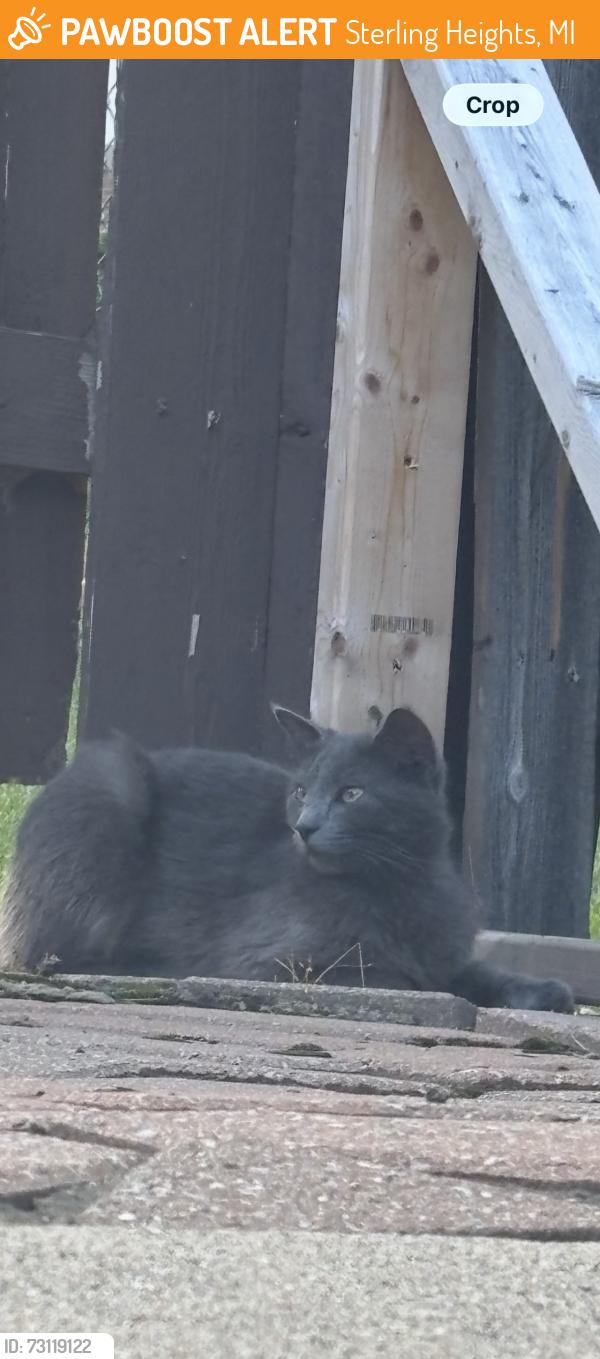 Found/Stray Unknown Cat last seen 15 mile and moravian, Sterling Heights, MI 48312