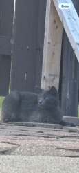 Found/Stray Unknown Cat last seen 15 mile and moravian, Sterling Heights, MI 48312