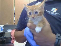 Shelter Stray Male Cat last seen BUENA VISTA/MADISON AVE, 95628, 3839 Bradshaw Rd, Sacramento, CA 95827, USA
