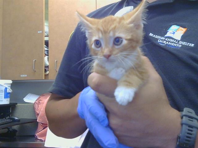 Shelter Stray Male Cat last seen BUENA VISTA/MADISON AVE, 95628, 3839 Bradshaw Rd, Sacramento, CA 95827, USA