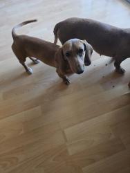 Found/Stray Female Dog last seen Hesperia, Hesperia, CA 92340