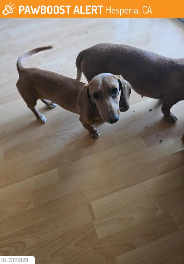 Found/Stray Female Dog last seen Hesperia, Hesperia, CA 92340