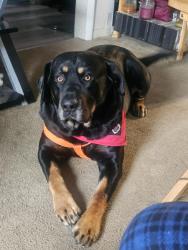 Lost Male Dog last seen South Eastern South Dakota???, I-90,  57055