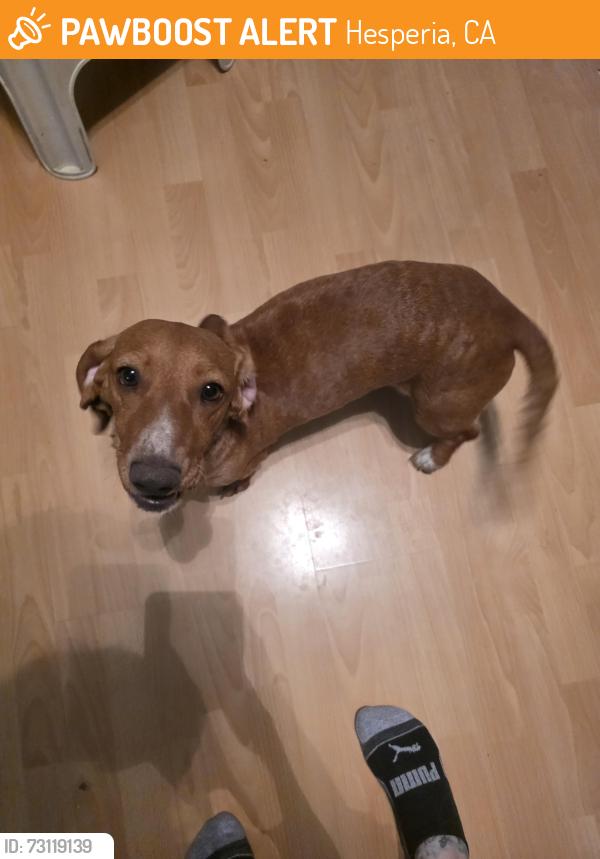 Found/Stray Female Dog last seen Hesperia, Hesperia, CA 92340