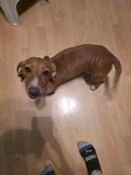 Found/Stray Female Dog last seen Hesperia, Hesperia, CA 92340