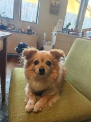 Reunited Female Dog last seen Sioux Ave and Villa Bella in Bay Park San Diego, San Diego, CA 92117