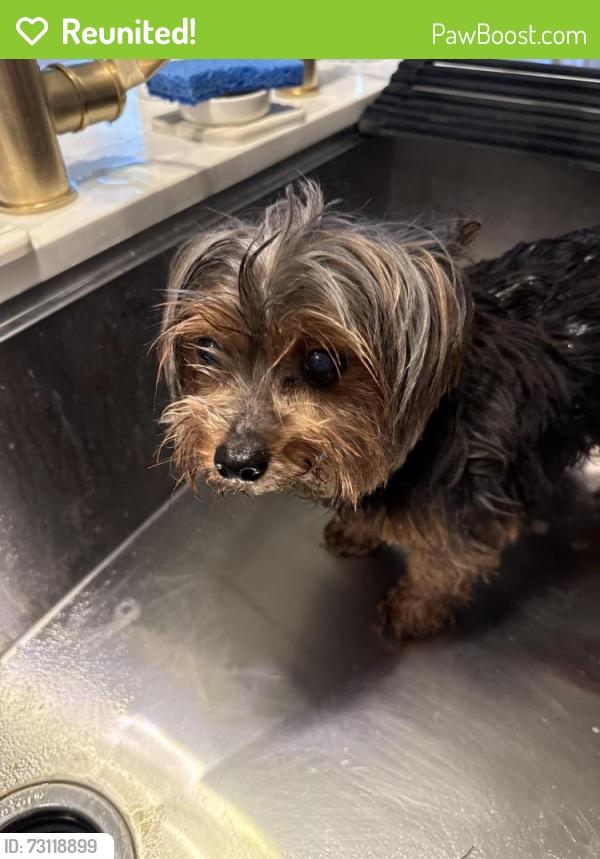 Reunited Male Dog last seen Harp Tree Ct and Westerham, Weston Lakes, TX 77441