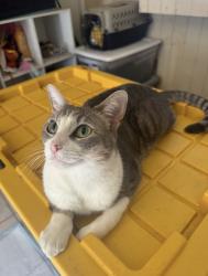 Reunited Female Cat last seen Near Richland Rd, San Marcos, CA 92069, USA, San Marcos, CA 92069
