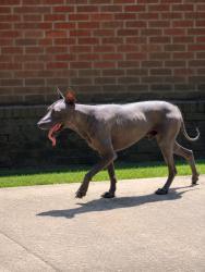 Reunited Male Dog last seen Near Bray Station Rd, Collierville, TN 38017, USA, Collierville, TN 38017
