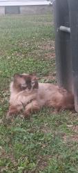 Found/Stray Unknown Cat last seen Bungalow Community - Middlesettlements Rs, Maryville, TN 37804