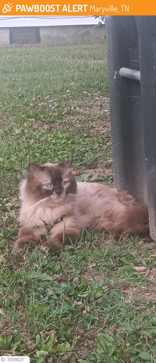 Found/Stray Unknown Cat last seen Bungalow Community - Middlesettlements Rs, Maryville, TN 37804