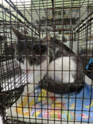 Shelter Stray Female Cat last seen , 1850 W 60th St, Los Angeles, CA 90047, USA