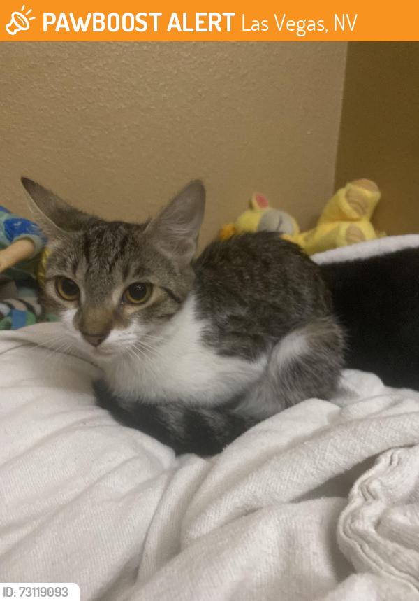 Found/Stray Female Cat last seen Nellis/Stewart, Las Vegas, NV 89110