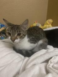 Found/Stray Female Cat last seen Nellis/Stewart, Las Vegas, NV 89110