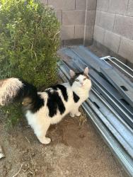 Lost Male Cat last seen Dobson & University, Mesa, AZ 85201