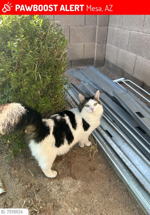Lost Male Cat last seen Dobson & University, Mesa, AZ 85201