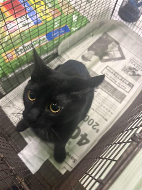 Shelter Stray Male Cat last seen , 1850 W 60th St, Los Angeles, CA 90047, USA