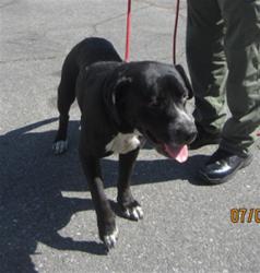 Shelter Stray Male Dog last seen , 1850 W 60th St, Los Angeles, CA 90047, USA