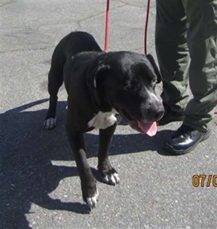 Shelter Stray Male Dog last seen , 1850 W 60th St, Los Angeles, CA 90047, USA