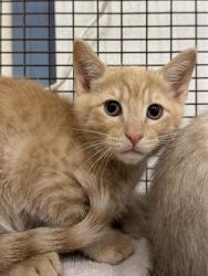 Shelter Stray Male Cat last seen , 16 Barnes Ct, Hayward, CA 94544, USA