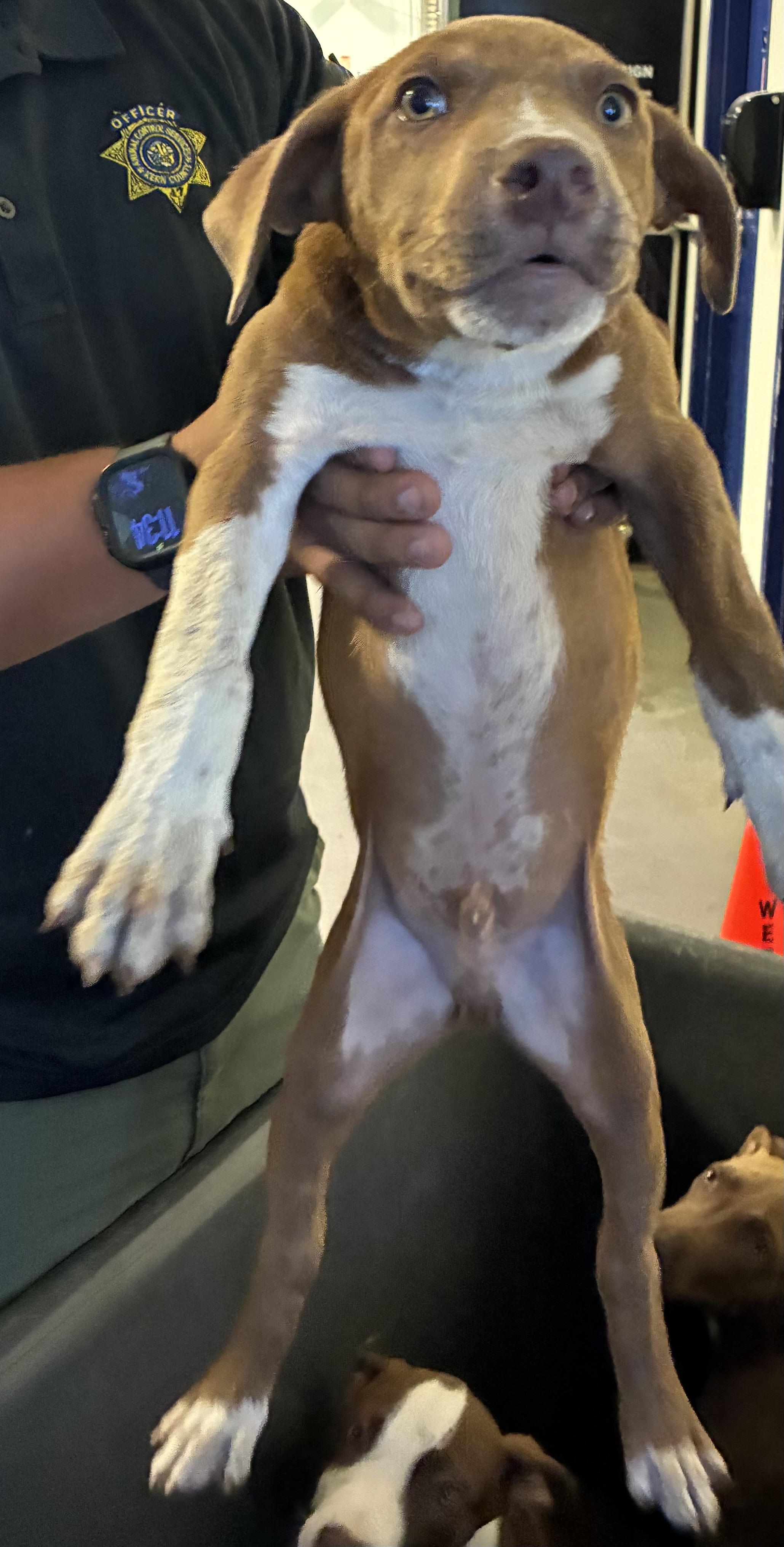 Shelter Stray Male Dog last seen Near BLOCK CENTER ST, BAKERSFIELD CA 93306, 3951 Fruitvale Ave, Bakersfield, CA 93308, USA