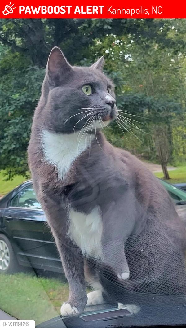 Lost Male Cat last seen Old airport rd Kannapolis landis nc, Kannapolis, NC 28081