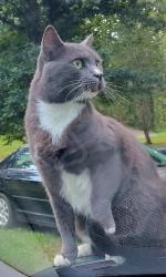 Lost Male Cat last seen Old airport rd Kannapolis landis nc, Kannapolis, NC 28081