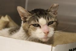 Shelter Stray Female Cat last seen , 4000 N Silverbell Rd, Tucson, AZ 85745, USA