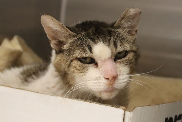 Shelter Stray Female Cat last seen , 4000 N Silverbell Rd, Tucson, AZ 85745, USA