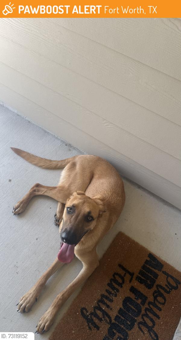 Found/Stray Male Dog last seen Near silkgrass court, Fort Worth, TX 76131