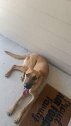 Found/Stray Male Dog last seen Near silkgrass court, Fort Worth, TX 76131