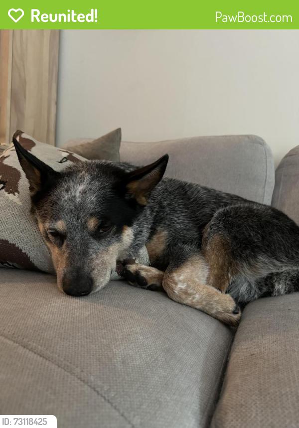 Reunited Female Dog last seen Near & 2, Surrey, BC V3Z 9R9