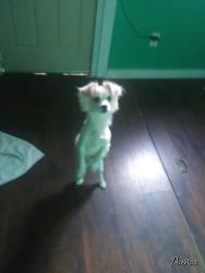 Reunited Female Dog last seen Between New York st and randolph st, Indianapolis, IN 46201