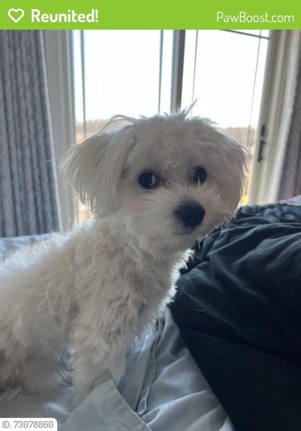 Reunited Male Dog last seen Sheldon and 6 mile, Northville Township, MI 48168