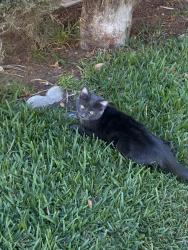 Lost Female Cat last seen Not sure, Eastvale, CA 91752