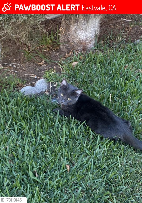 Lost Female Cat last seen Not sure, Eastvale, CA 91752