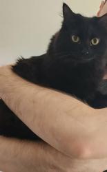 Reunited Female Cat last seen Pacific and Asbury, Aurora, CO 80013