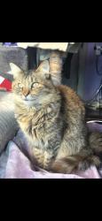 Lost Female Cat last seen Near 86th ave oakland, Oakland, CA 94621